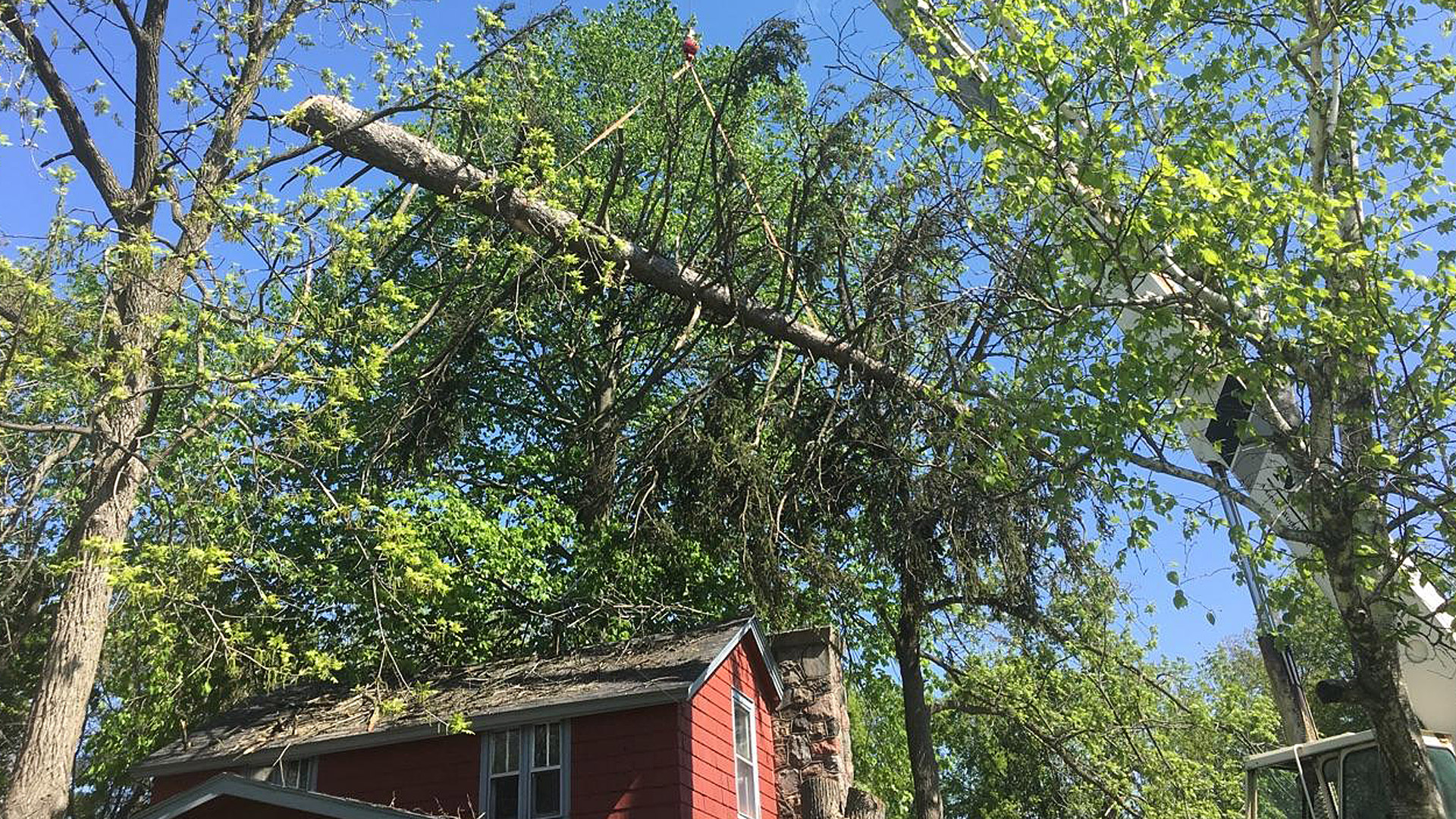 Residential tree removal services
