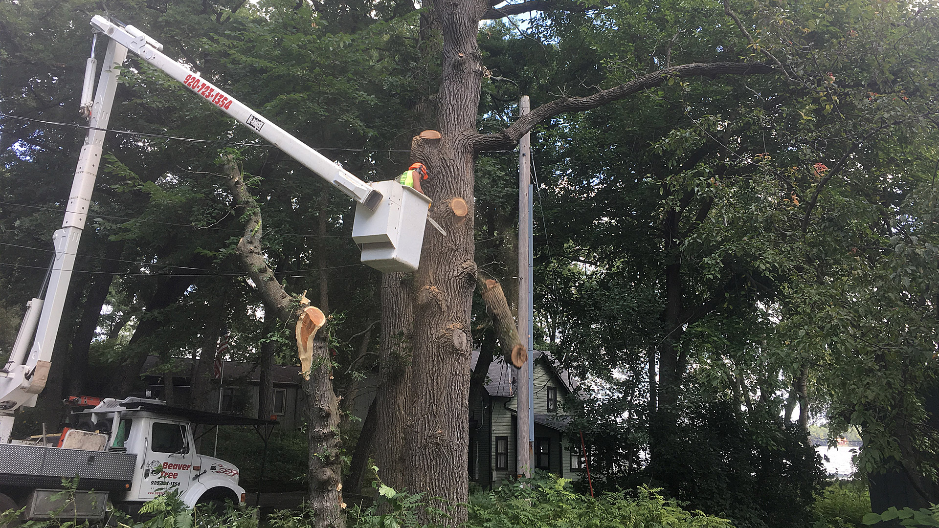 Commercial tree removal services