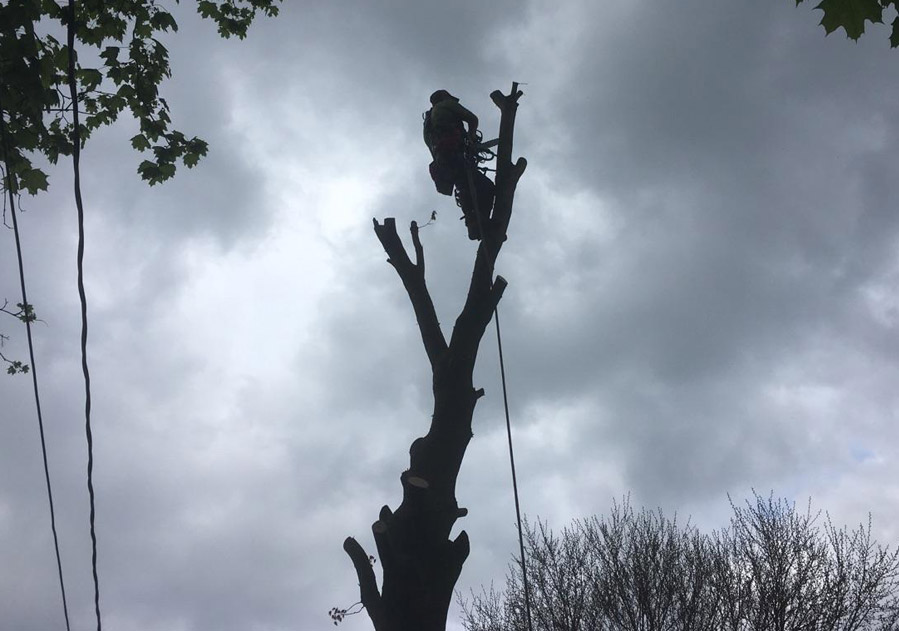 Tree removal - 60' lift
