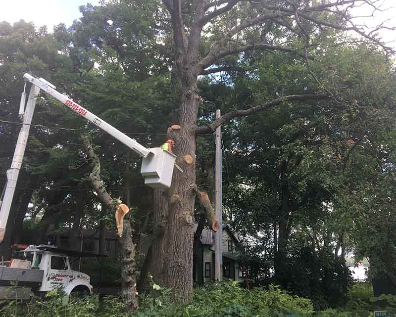 Lift Bucket Tree Work