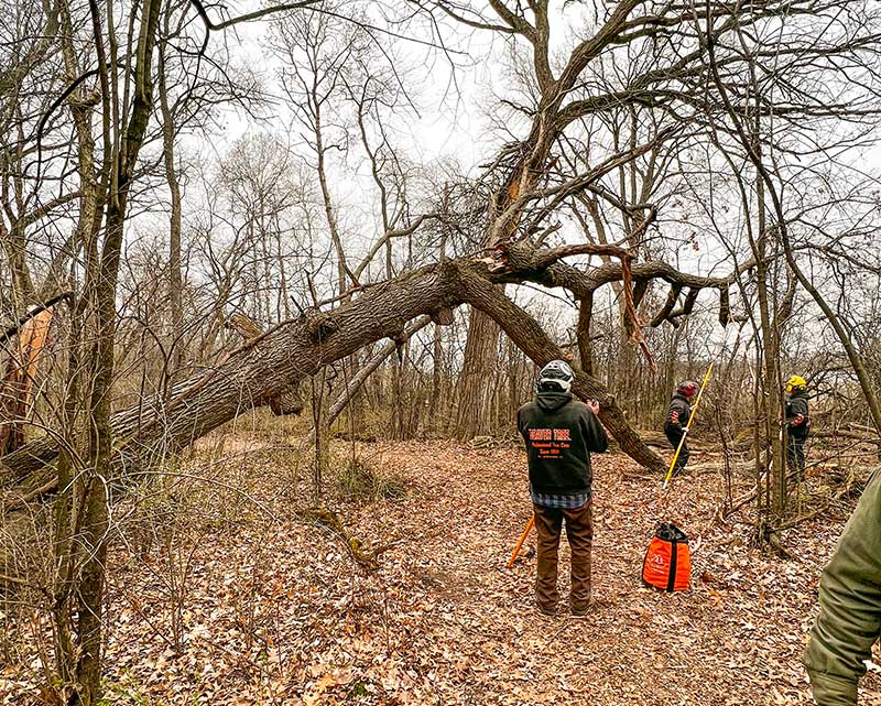 Emergency Storm Cleanup