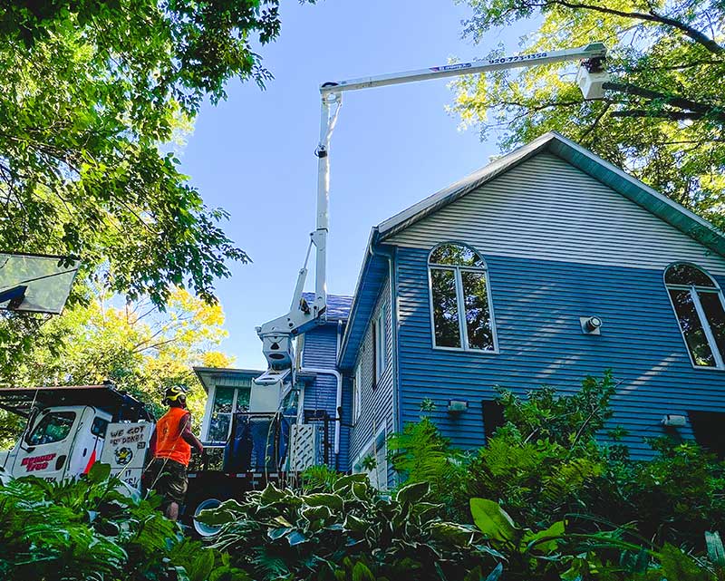 Residential Tree Removal