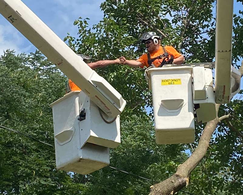 Lift Bucket Tree Work 
