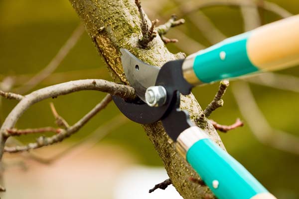 Expert Trimming Pruning