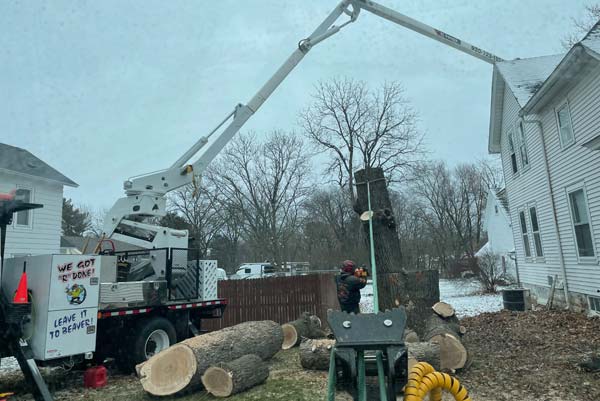Residential Tree Removal