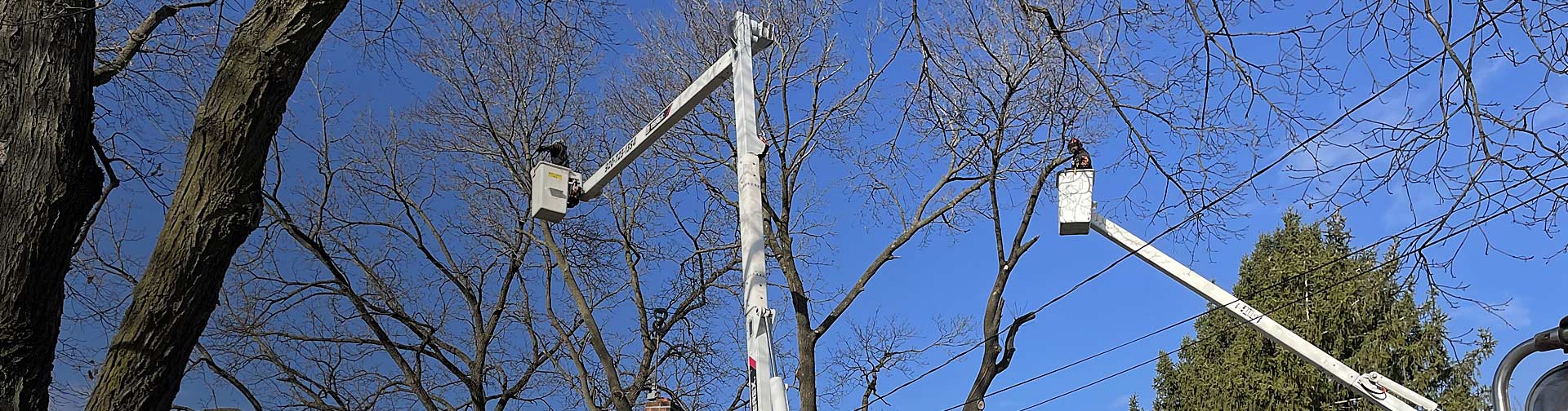 Contact Beaver Tree Service