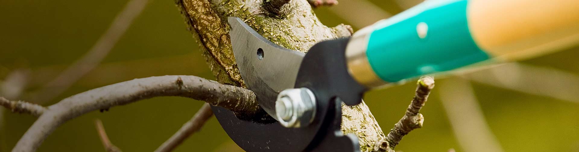 Tree Trimming and Pruning in Fort Atkinson, WI