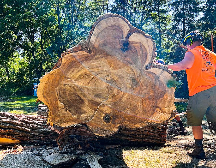 Why Choose Beaver Tree Service