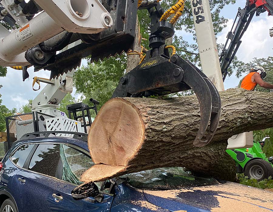 Professional Tree Service for Homes, Businesses & Rural Properties